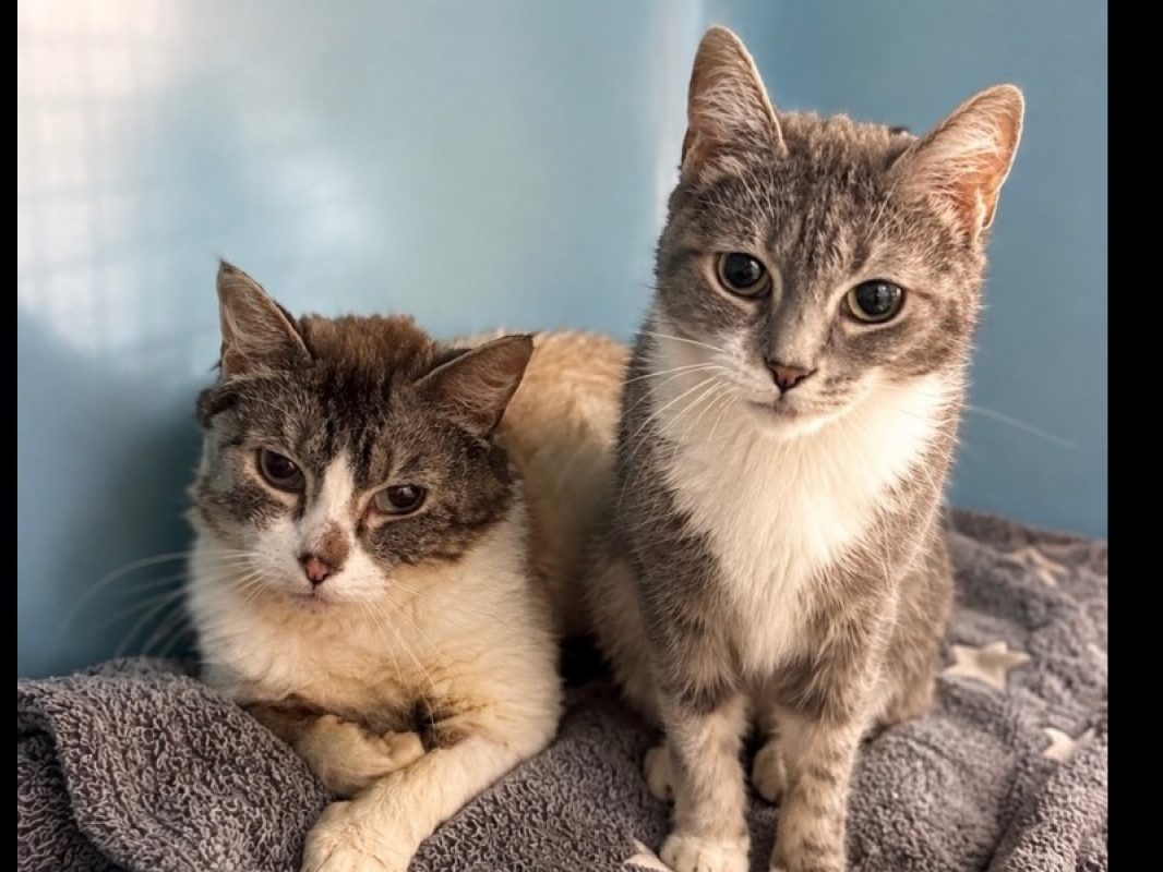 Stella - Chat Européen à adopter