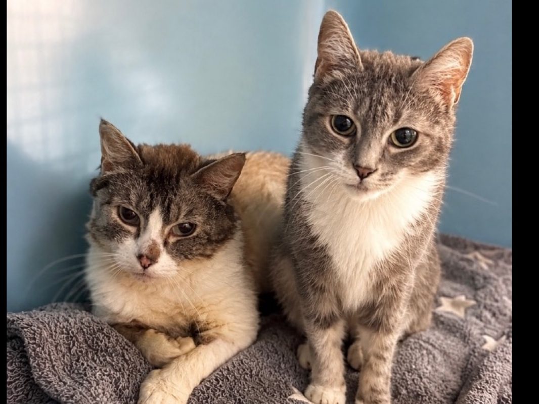 Savana - Chat Européen à adopter