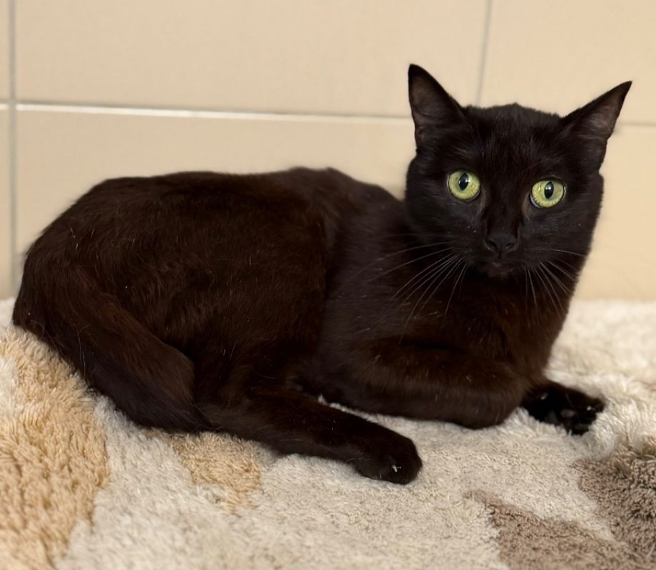 Talya - Chat Européen à adopter