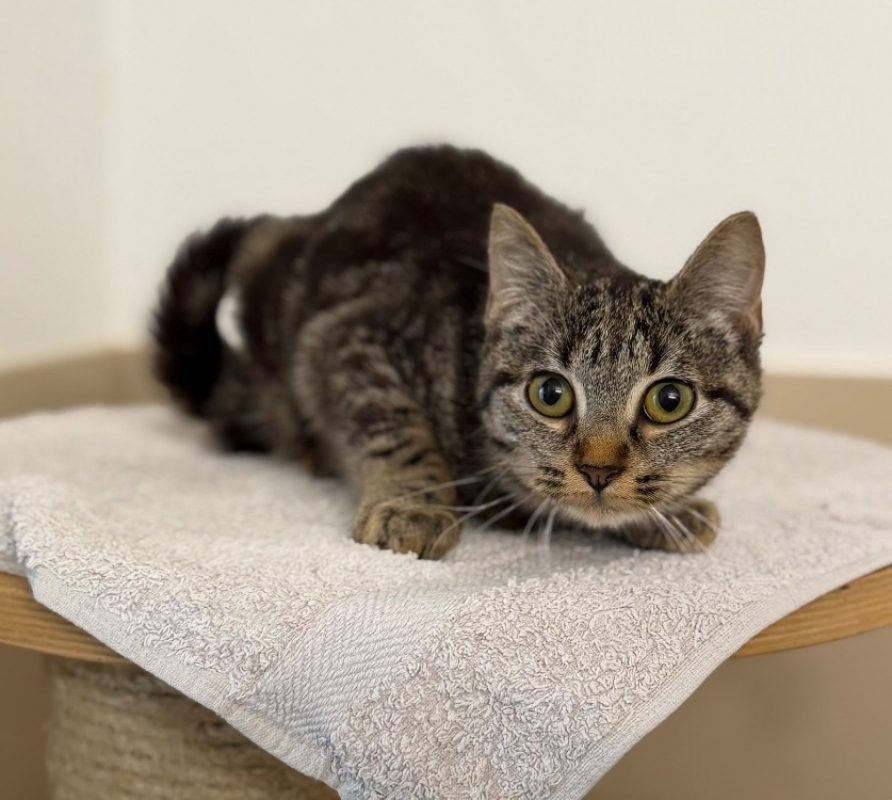 Allyah - Chat Européen à adopter