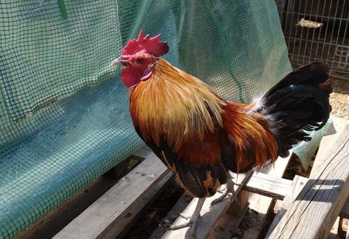 Banzaï - Animal de ferme Coq à adopter