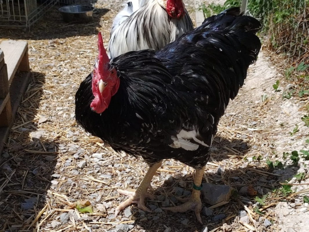 Photo de Coqnard