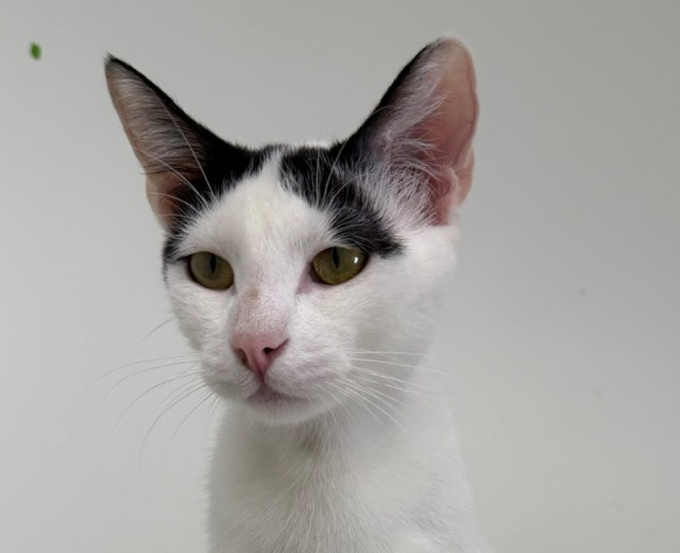Choucroutgar - Chat Européen à adopter