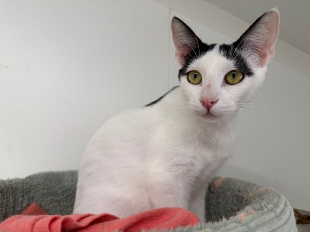 Choucroutgar - Chat Européen à adopter - photo 2