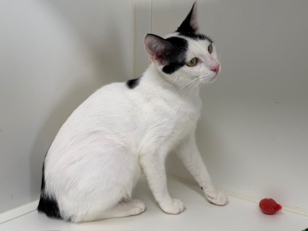 Choucroutgar - Chat Européen à adopter - photo 3