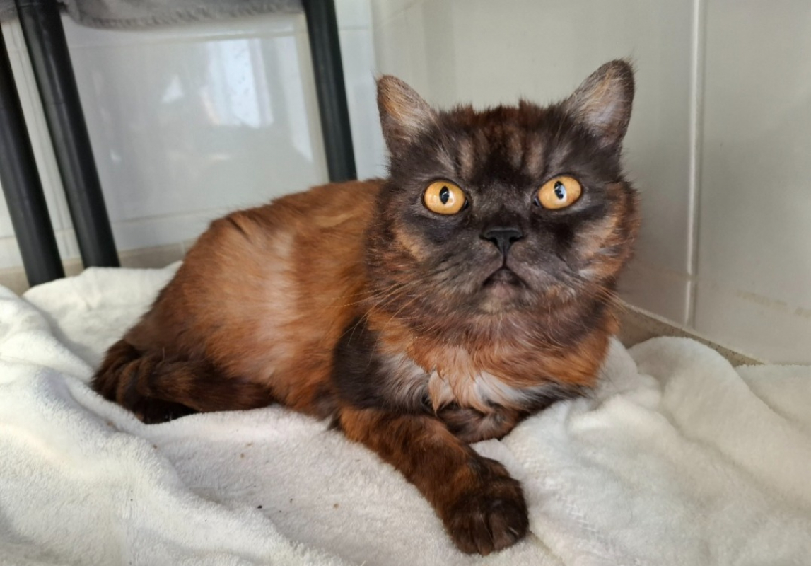 Photo de Duchesse-choupette
