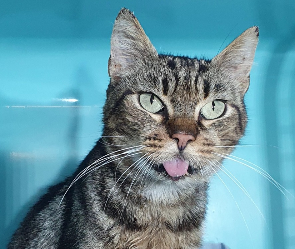 Photo #1 de Bilbo cha