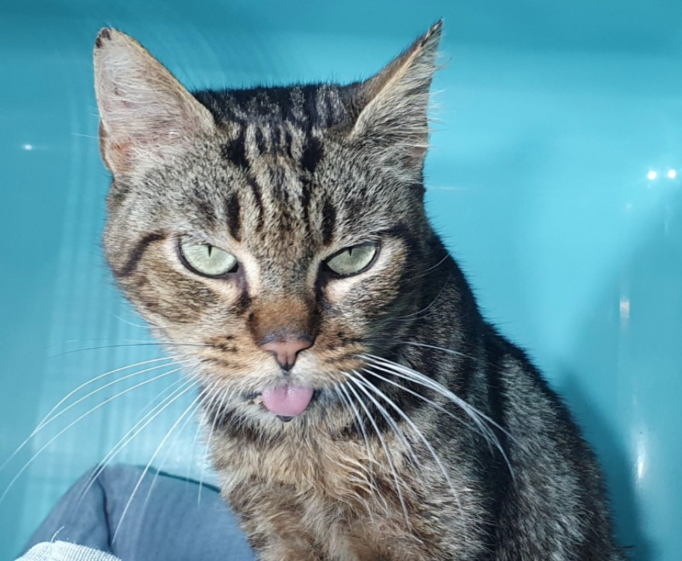 Photo #2 de Bilbo cha