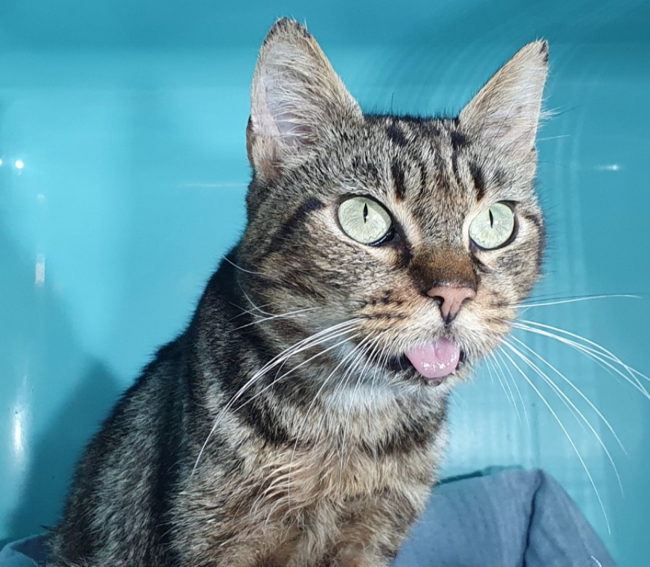 Photo #3 de Bilbo cha