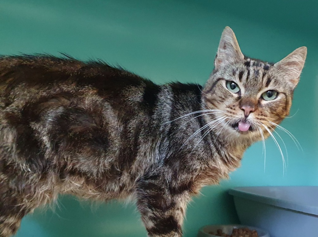 Photo #4 de Bilbo cha