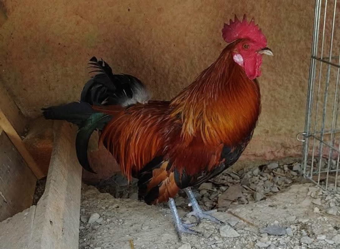 Photo de Heihei