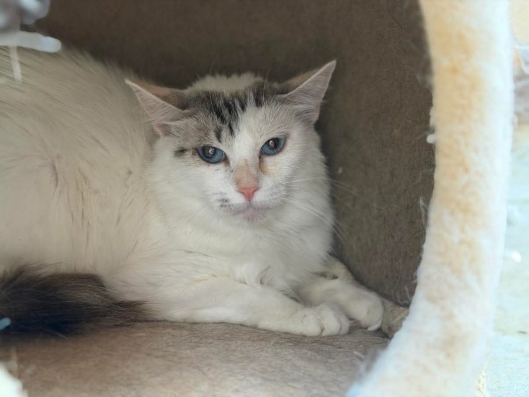 Zendaya - Chat Européen à adopter