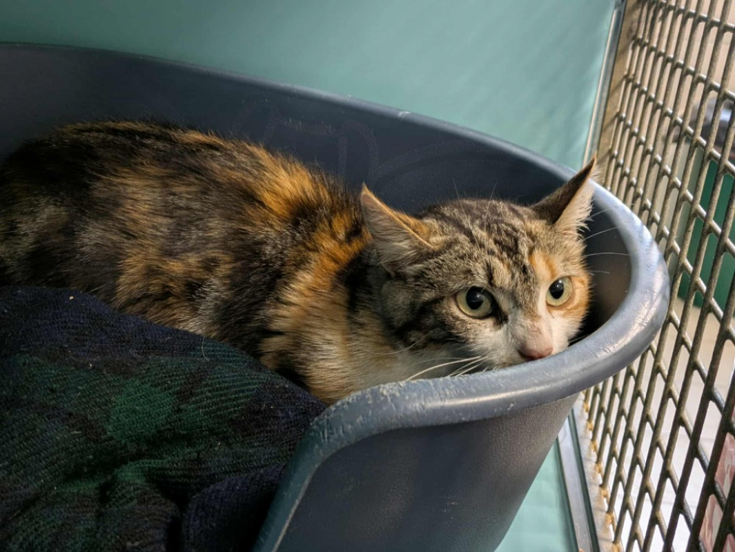 Photo de Chanterelle qct