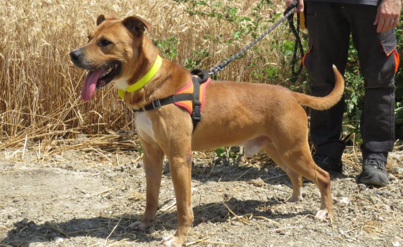 Wolf - Chien à adopter - photo 2
