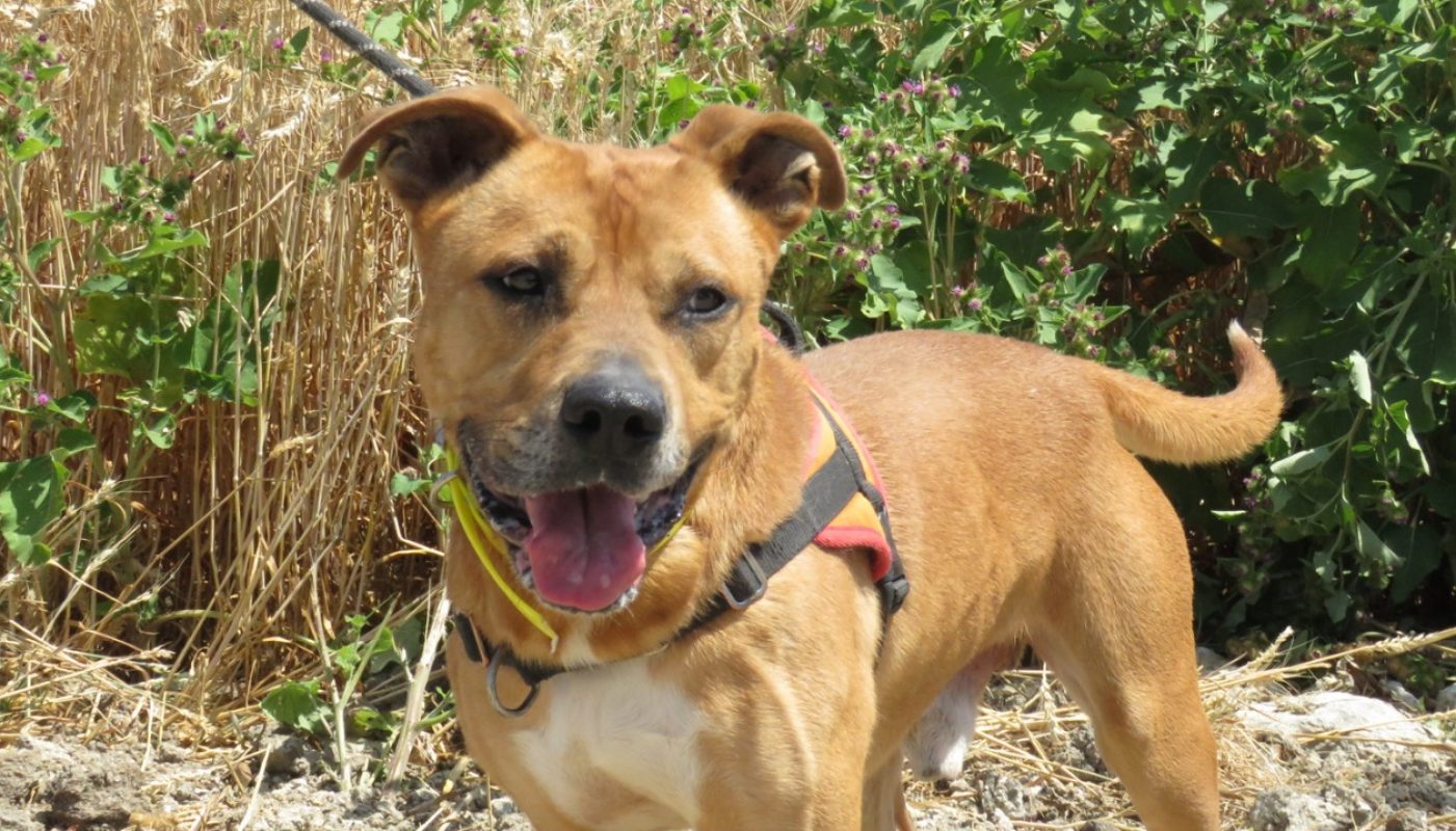 Wolf - Chien à adopter - photo 3