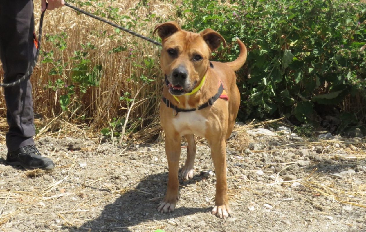 Wolf - Chien à adopter - photo 4