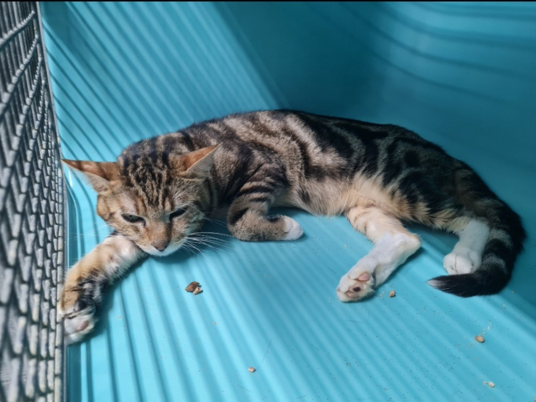 Photo de Caramel