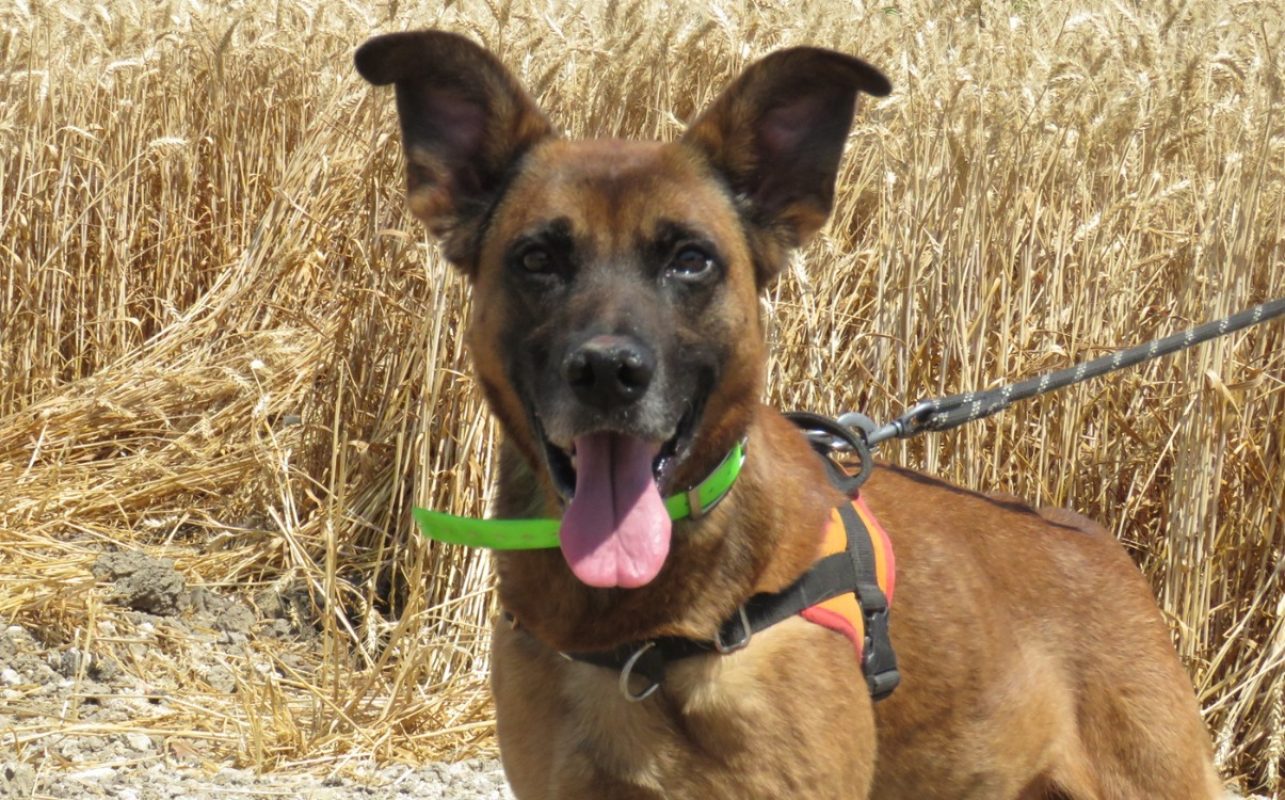 Narkoss - Chien Berger à adopter