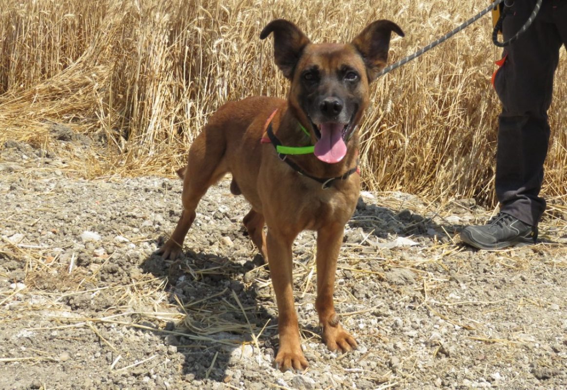 Narkoss - Chien Berger à adopter - photo 2