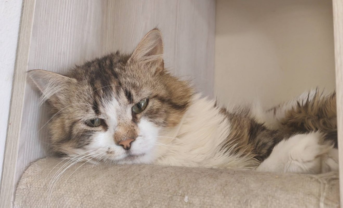 Guilly - Chat Européen à adopter