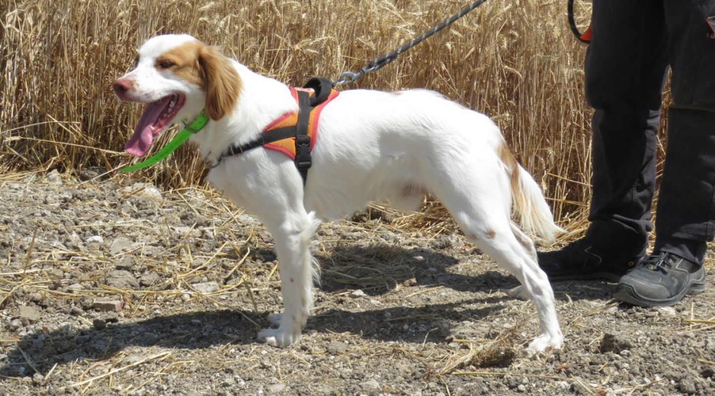 Photo #5 de Cookie