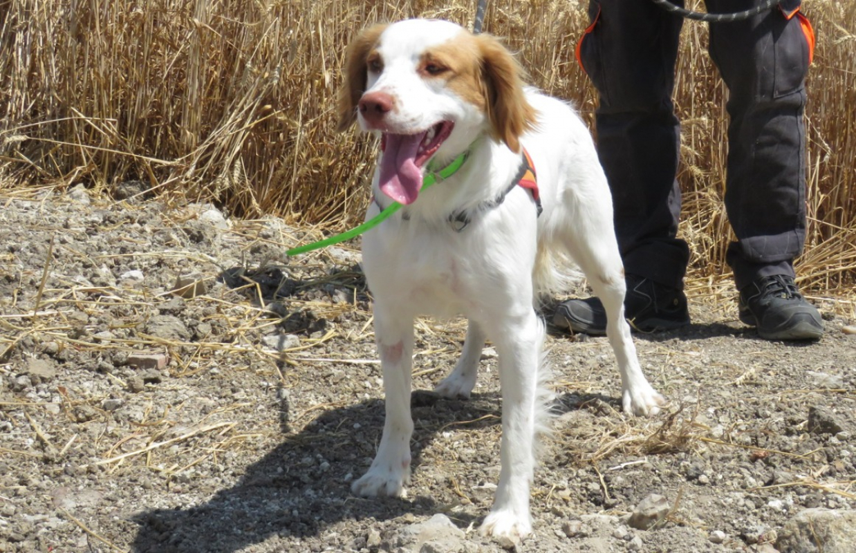 Photo #6 de Cookie