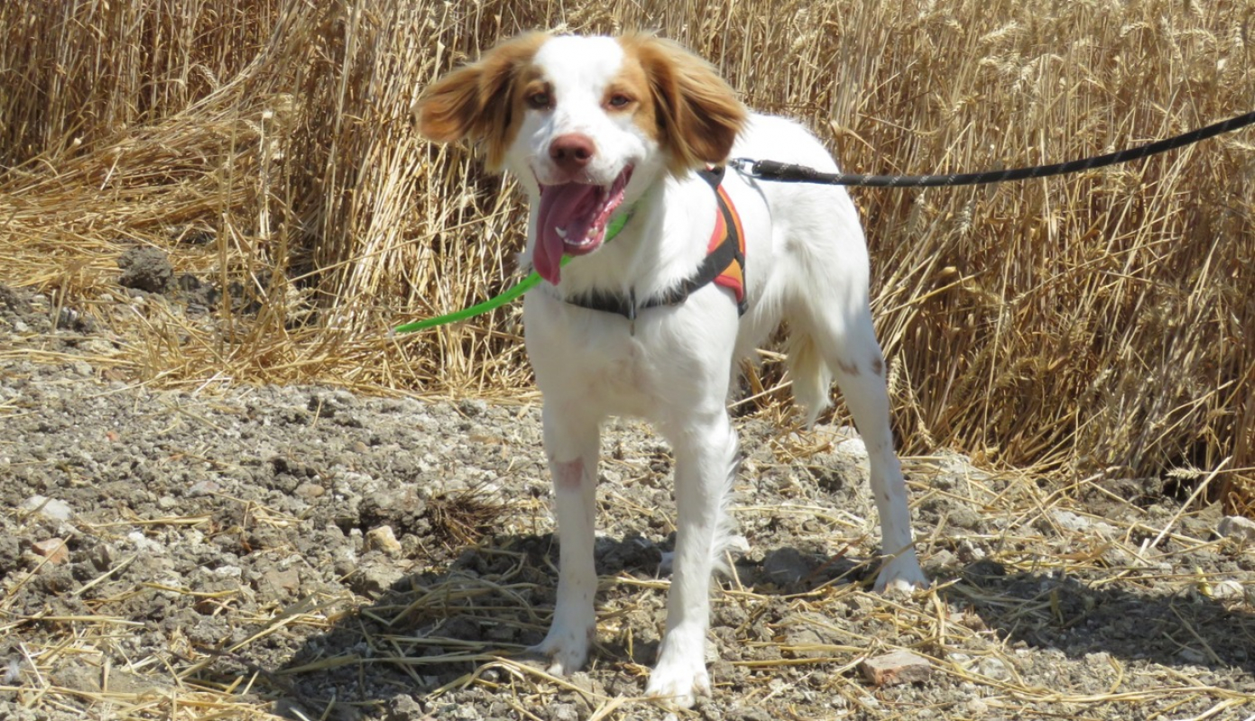 Photo #7 de Cookie