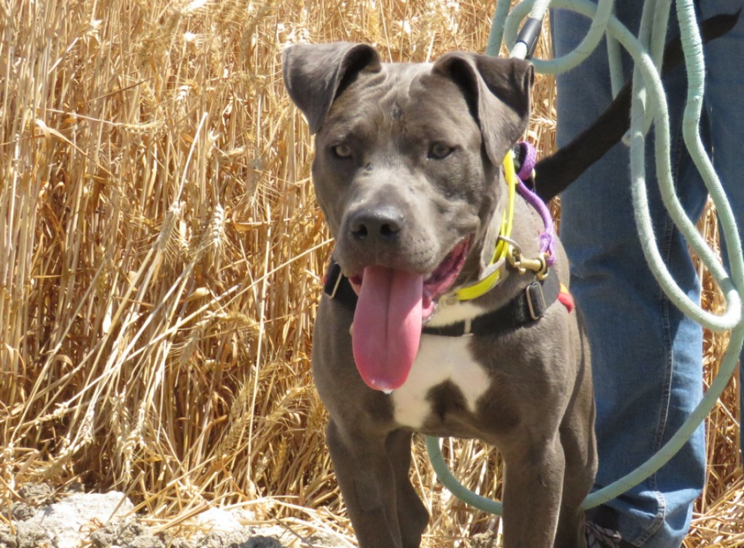 Photo #5 de Buck
