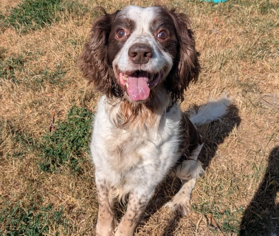 Rex - Chien English-Springer-Spaniel à adopter