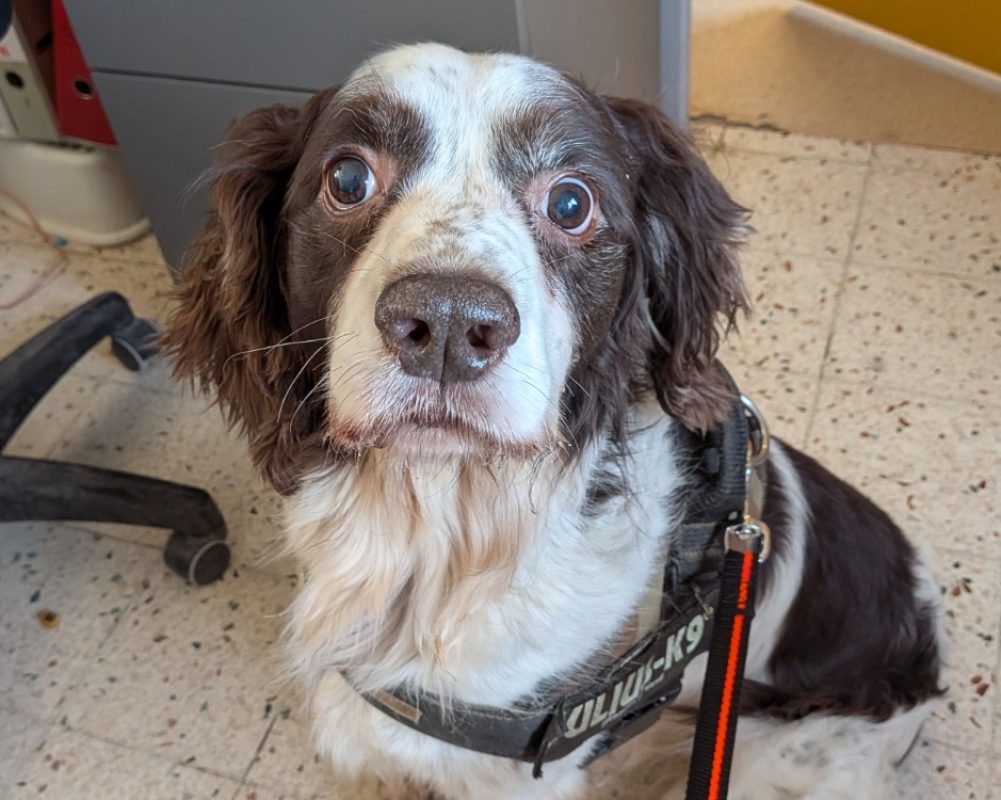 Rex - Chien English-Springer-Spaniel à adopter - photo 2