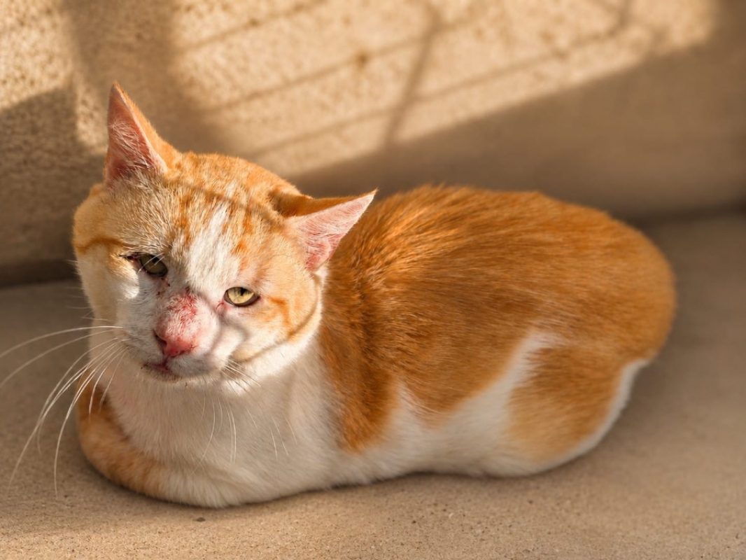 Maxou - Chat Européen à adopter