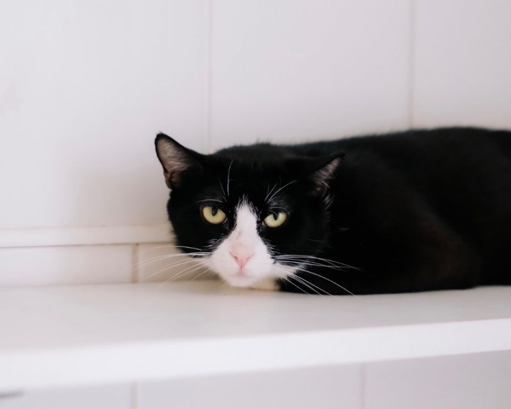 Marly - Chat Européen à adopter