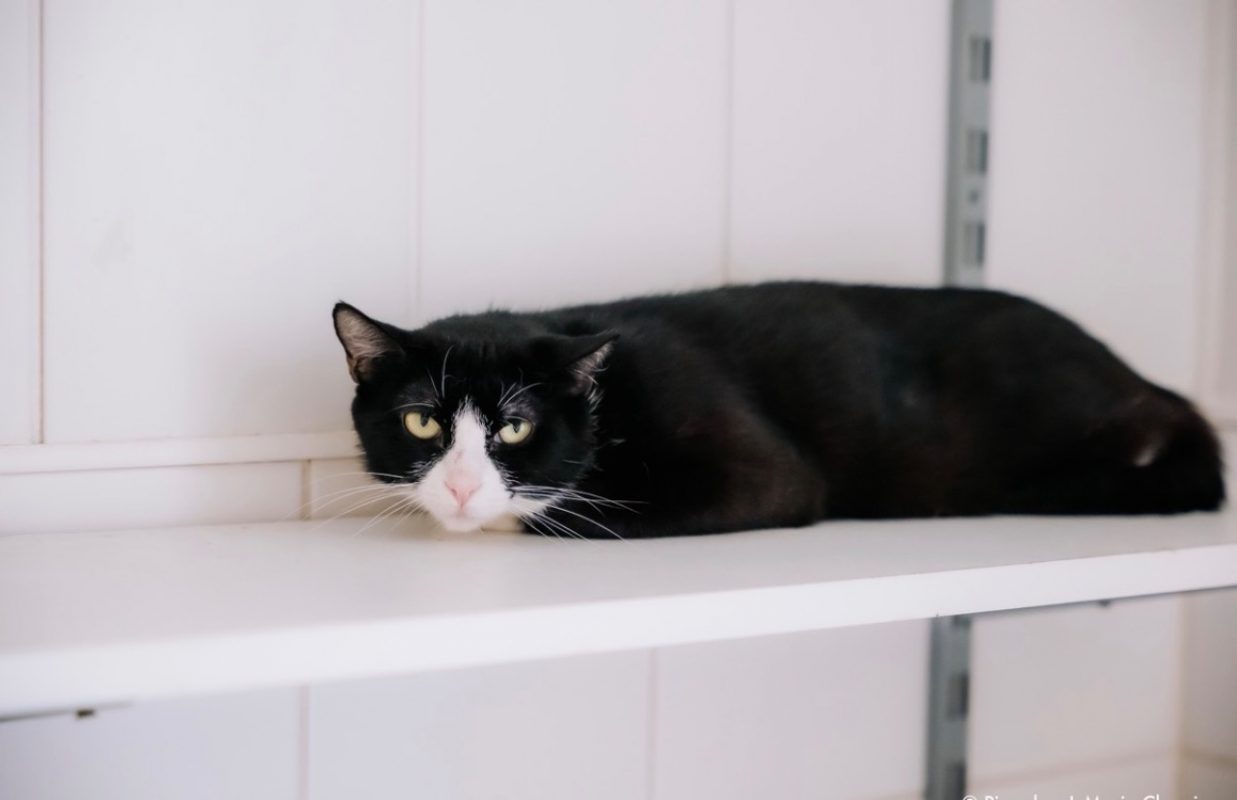 Marly - Chat Européen à adopter - photo 2