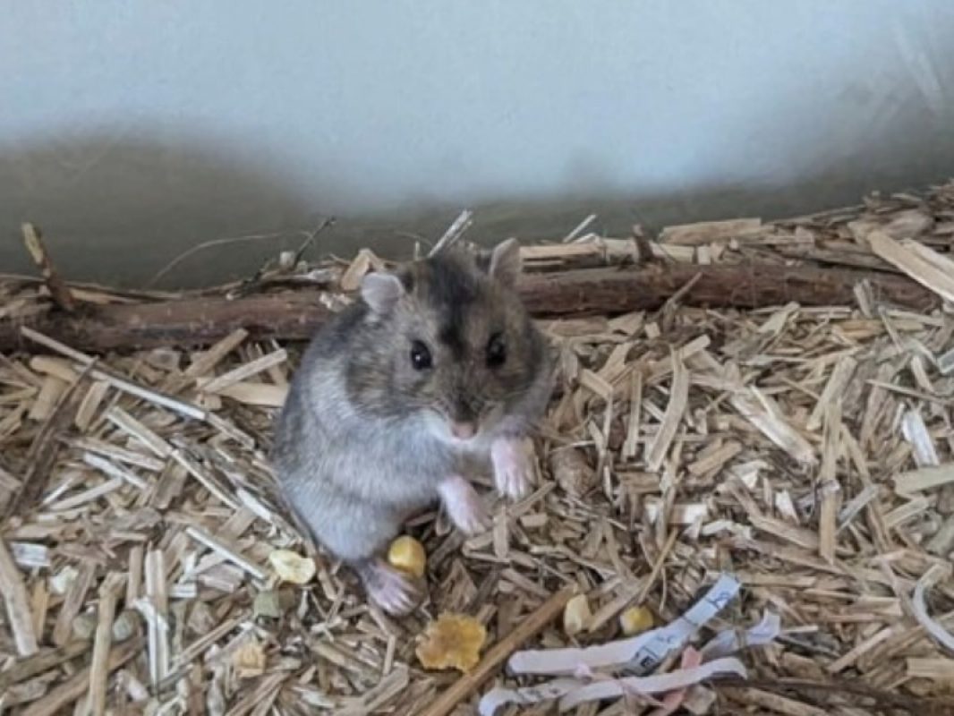 Olga qcnac - Rongeur Hamster à adopter