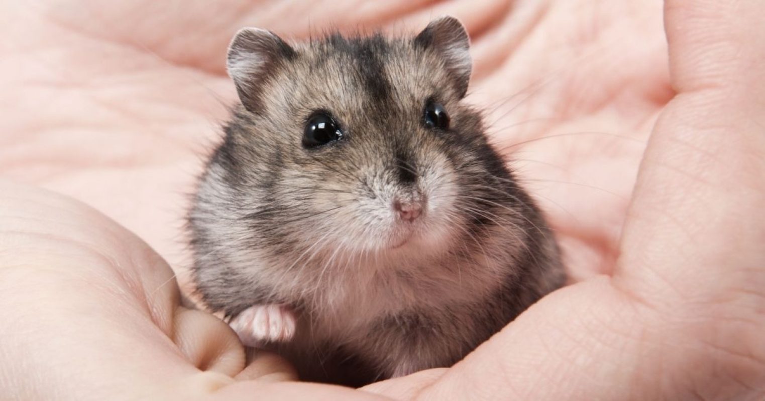 Olga qcnac - Rongeur Hamster à adopter - photo 2