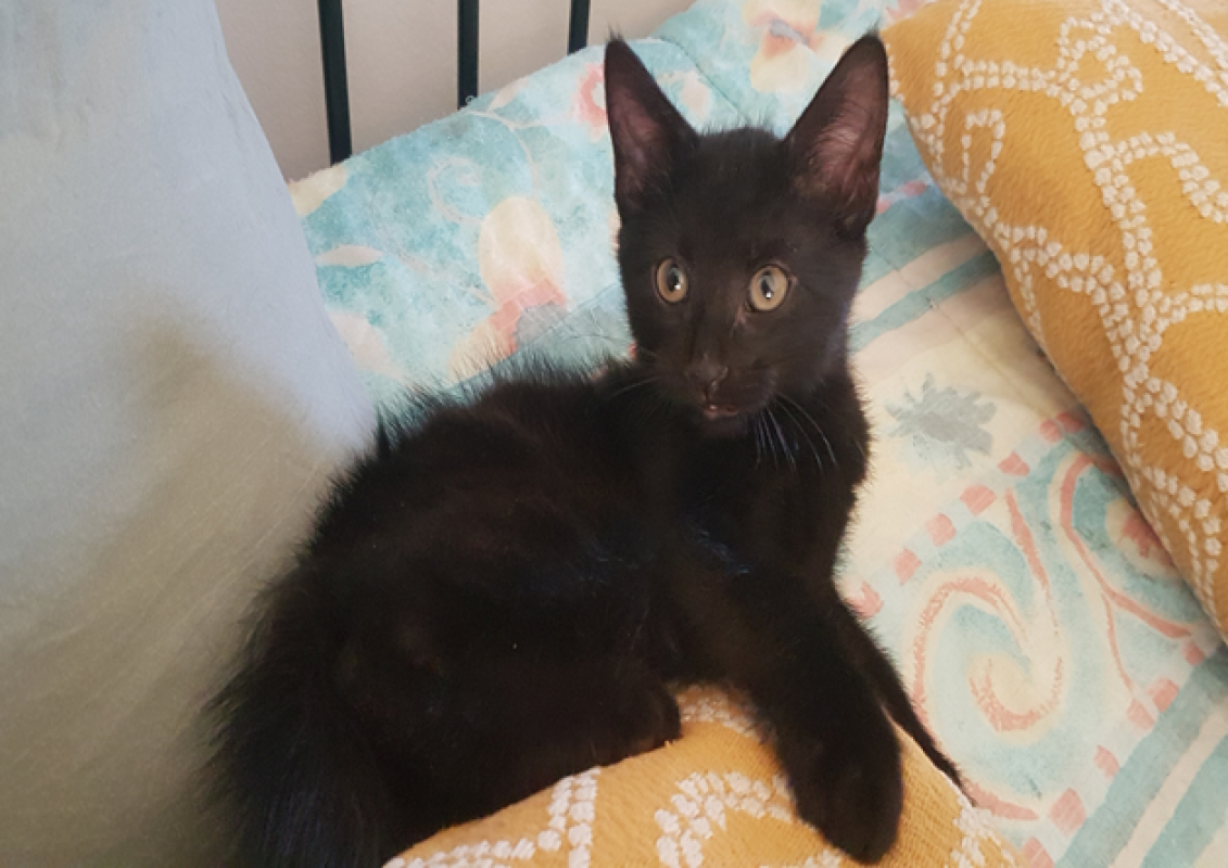 Photo de Lucky