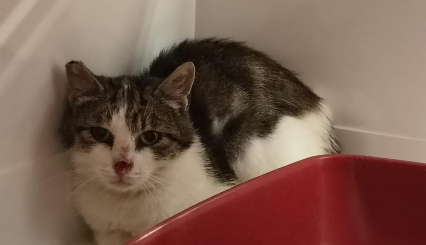 Ori - Chat Européen à adopter