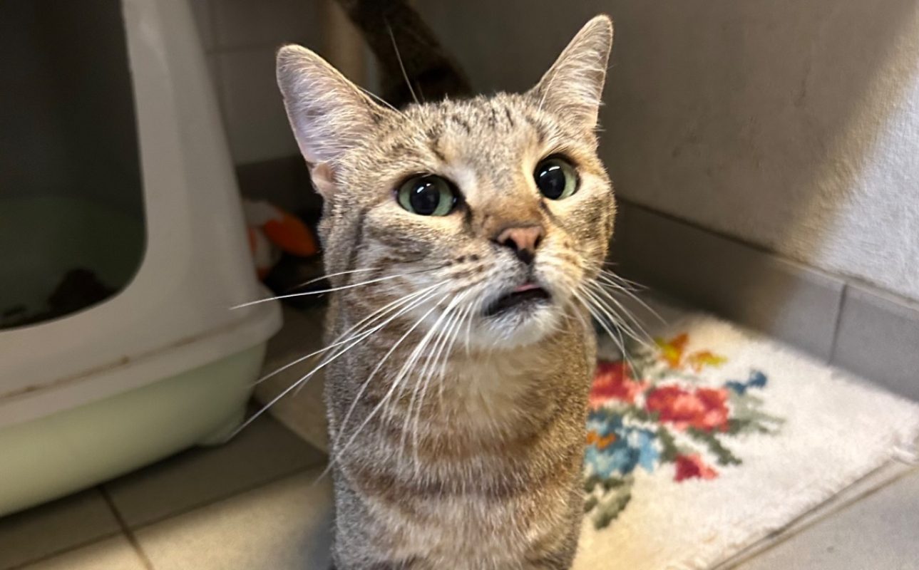 Morphee - Chat Européen à adopter