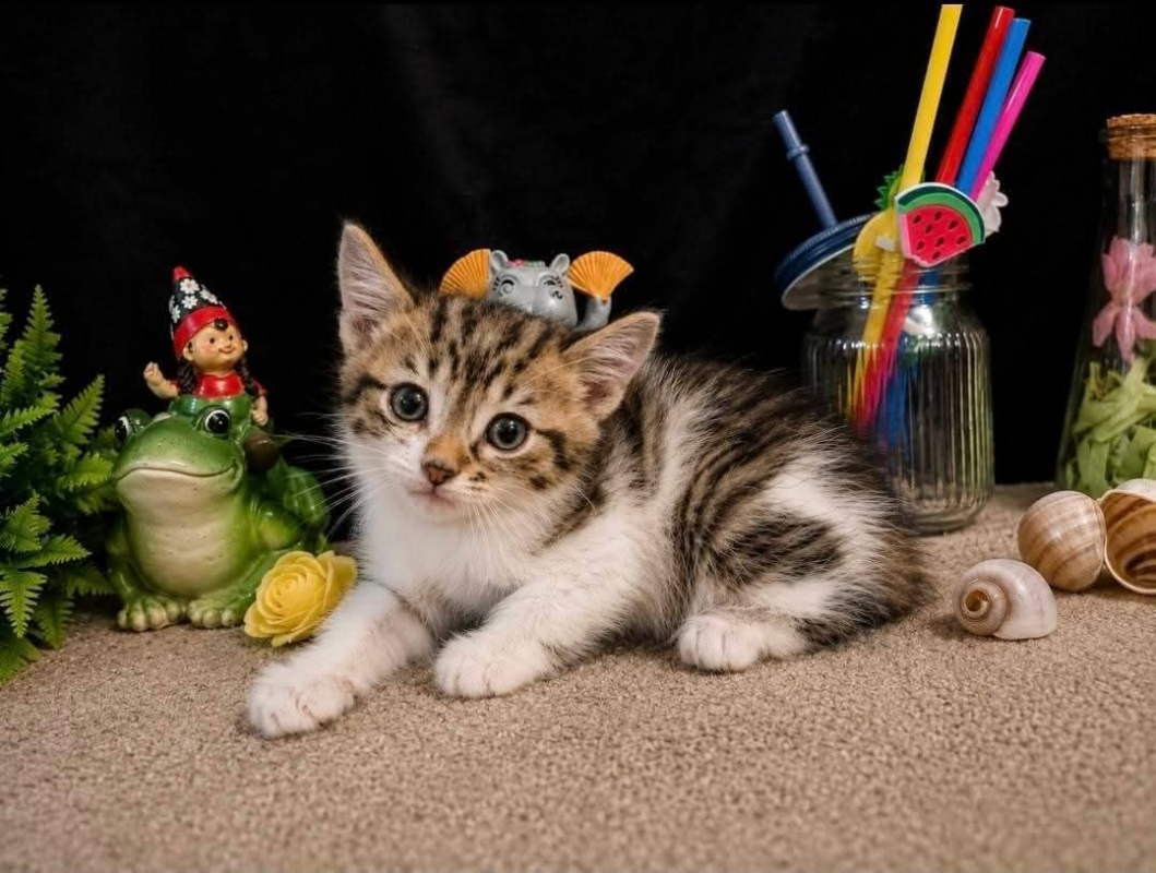 Photo de Minerva