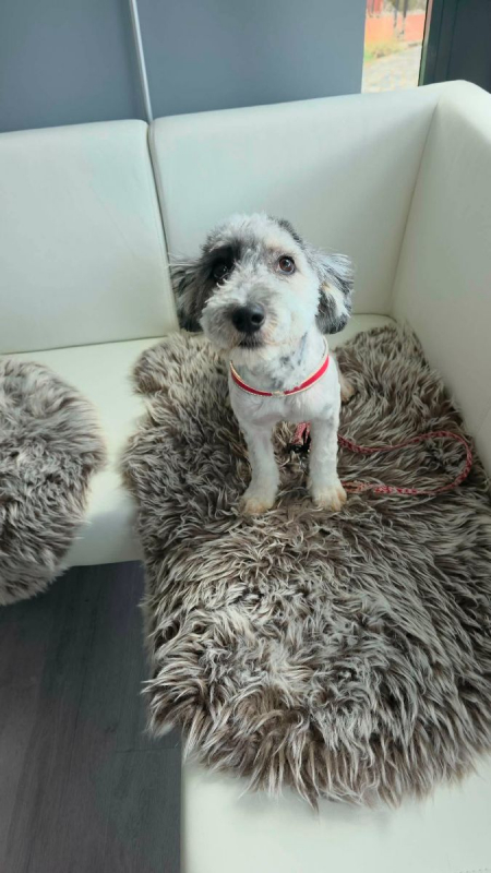 Photo #2 de MILOU