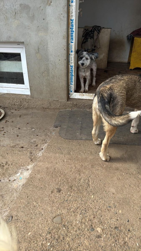 Photo #3 de MILOU