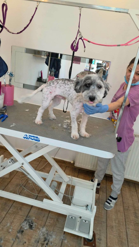 Photo #1 de MILOU