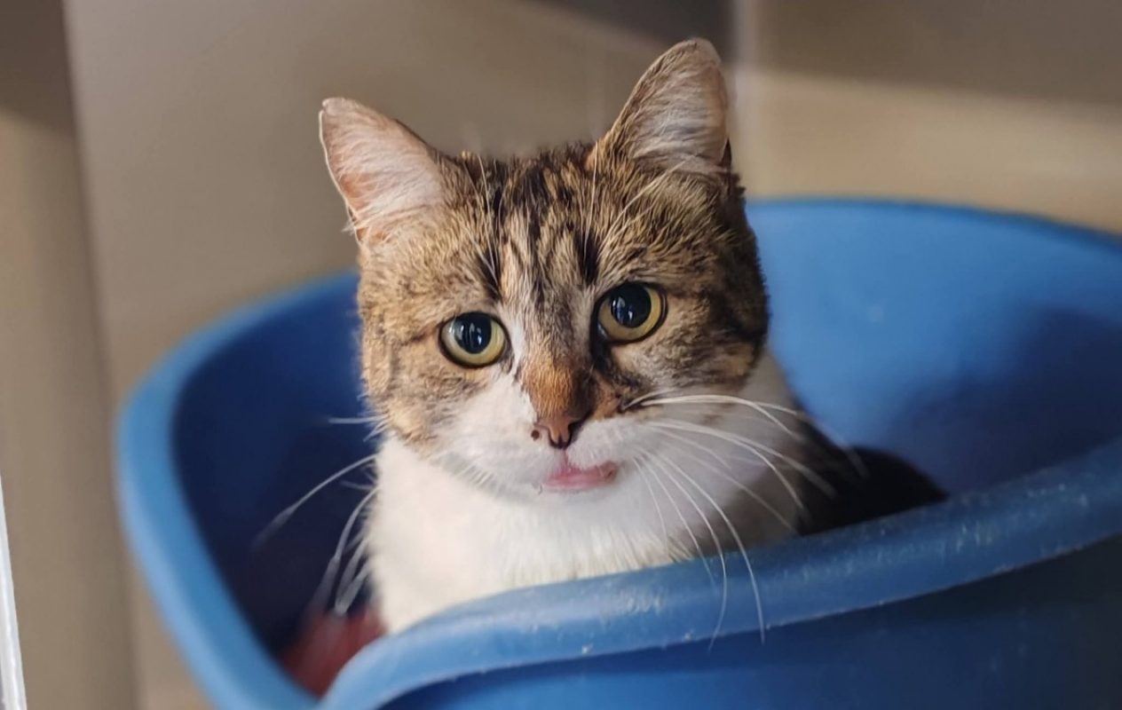 Mimi2 - Chat Européen à adopter