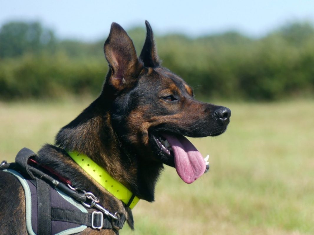 Bronx - Chien à adopter