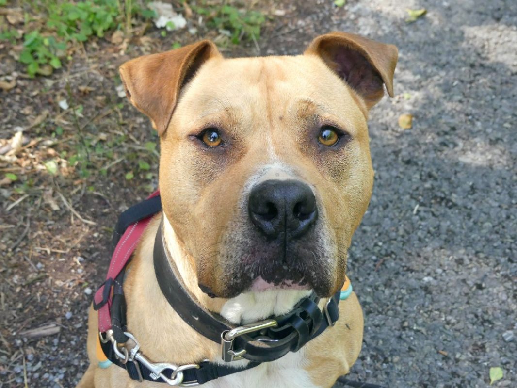 Tupac - Chien Bouledogue Américain à adopter