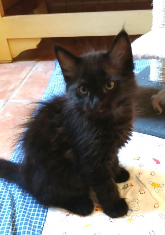 Photo #3 de TITUS