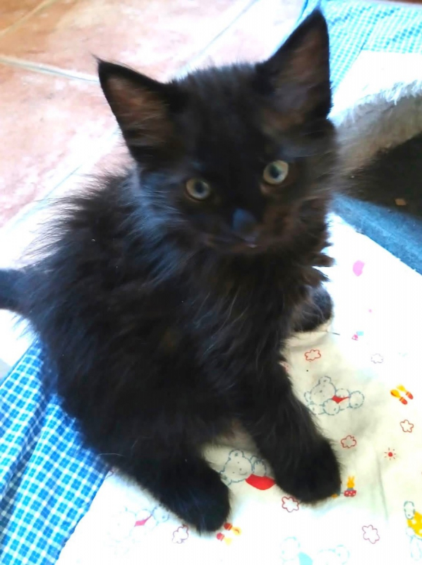 Photo #4 de TITUS