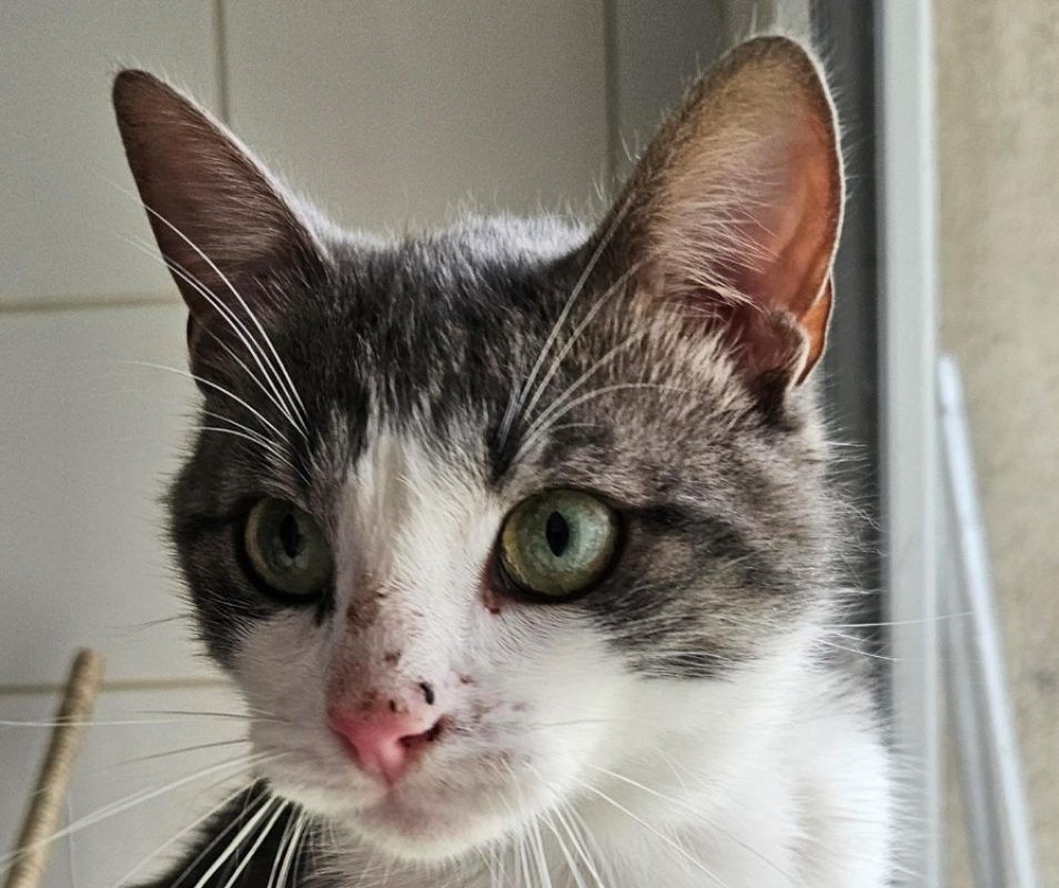 Bolacha - Chat Européen à adopter