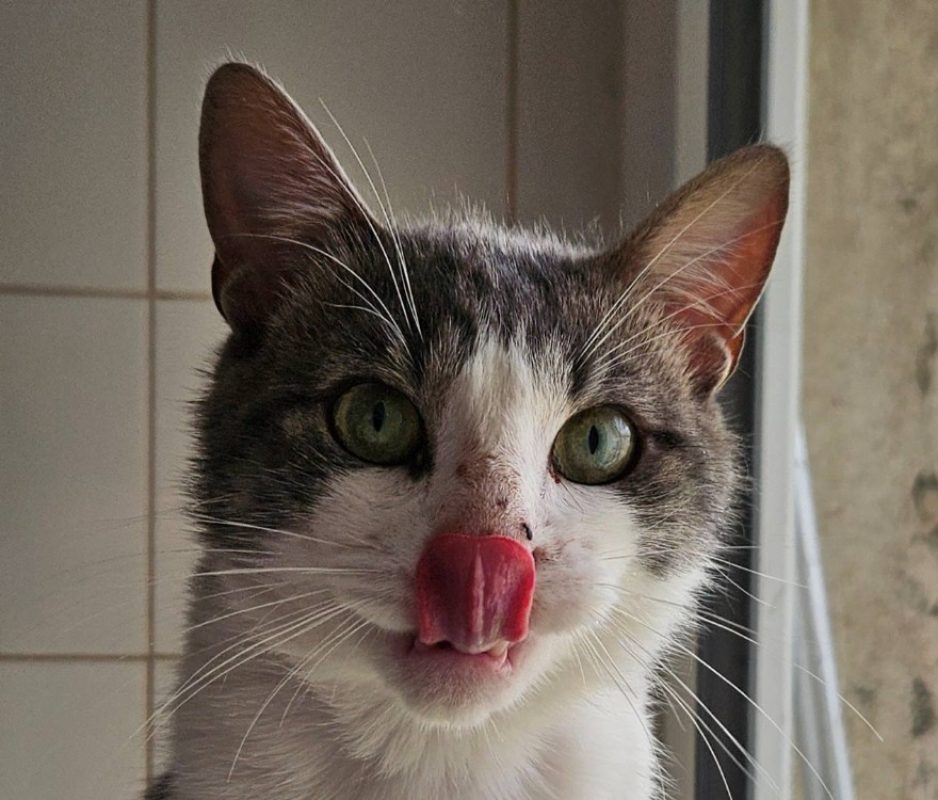 Bolacha - Chat Européen à adopter - photo 2