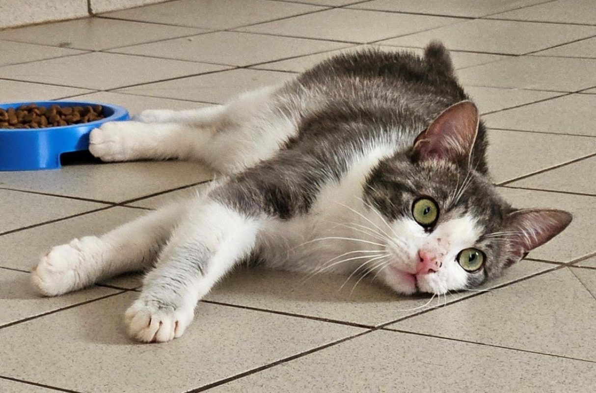Bolacha - Chat Européen à adopter - photo 3